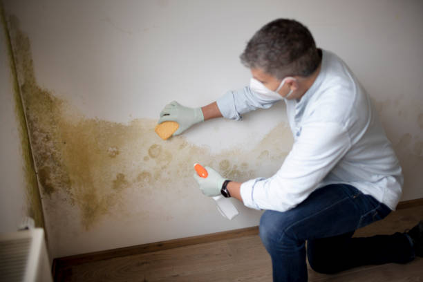 Best Attic Mold Removal  in Rose Hills, CA