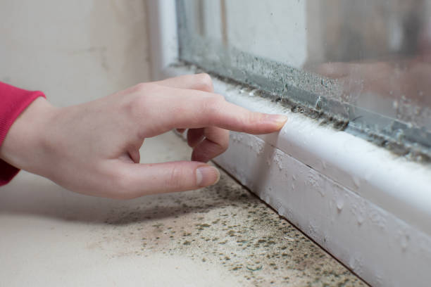 Environmental Consulting for Mold Prevention in Rose Hills, CA